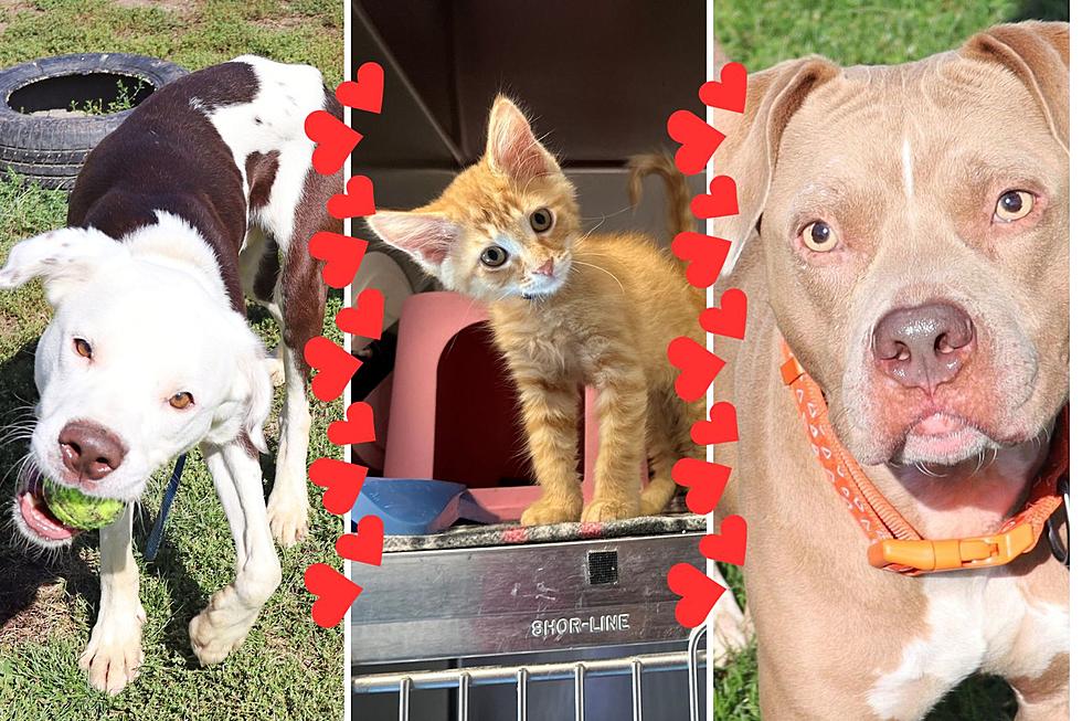 Adopt a Pet for Less This Weekend in Rockford