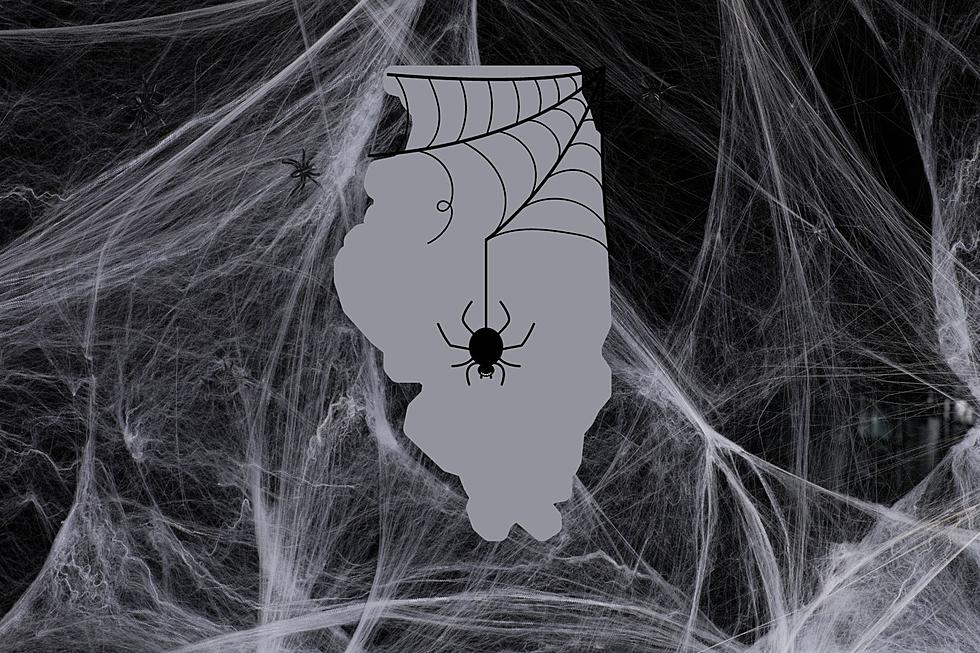 Why Are Thousands of Spider Webs Falling Out of the Sky in IL?