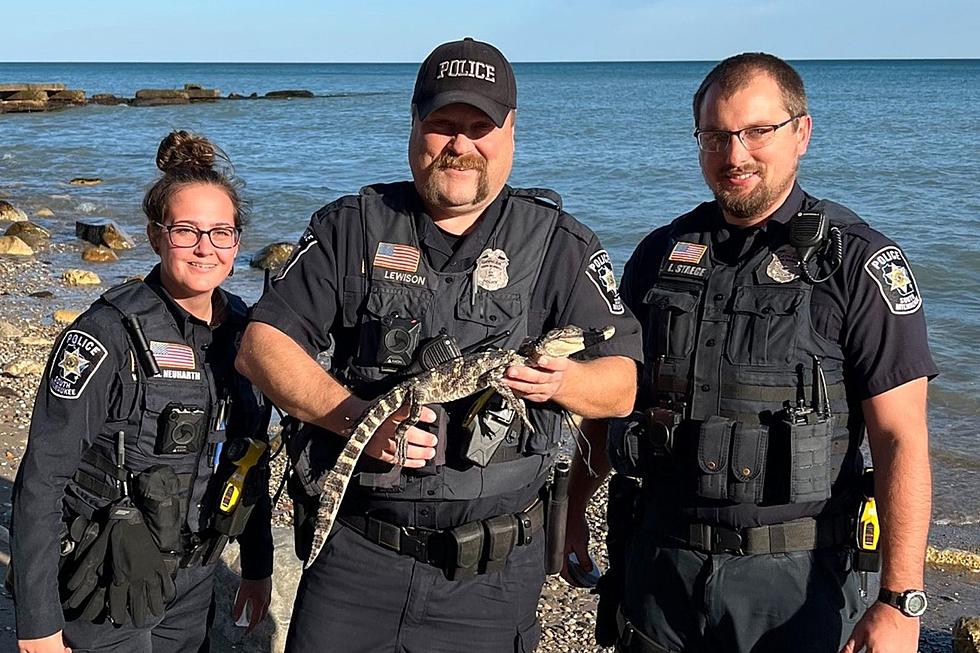 WI Police Rescue Alligator on Lake Michigan Beach