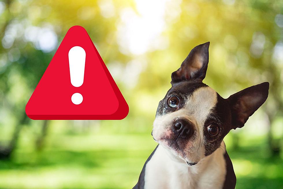 Dog Owners Warned of a Concerning Mysterious Illness