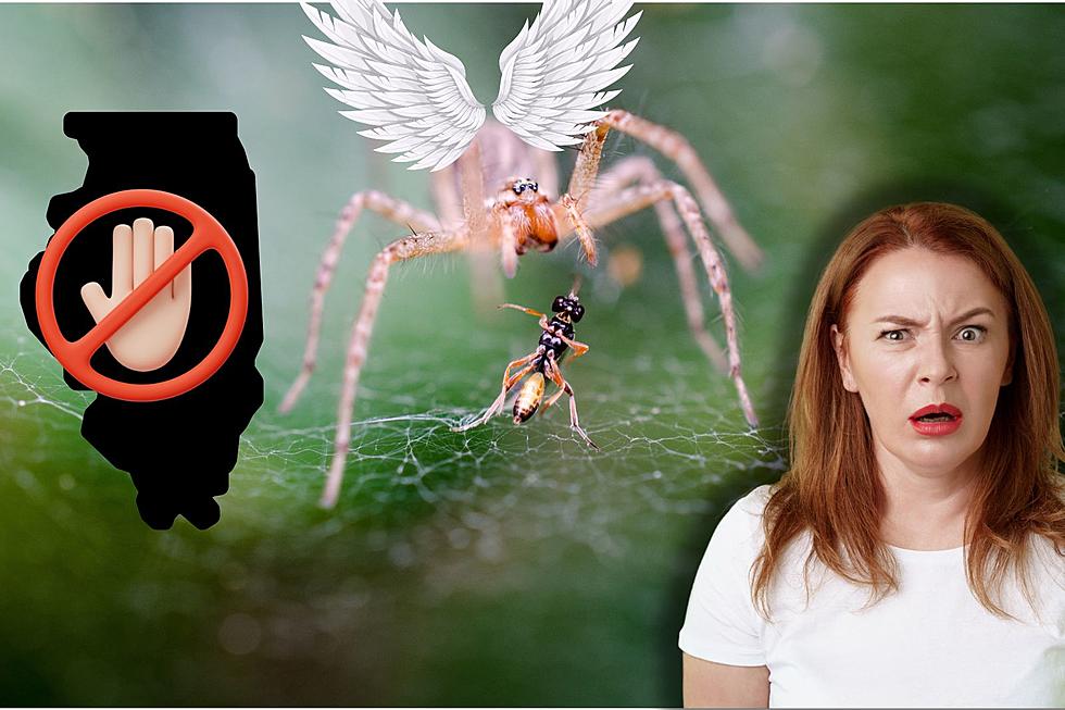 Giant Flying Spiders from Japan Spreading Into Illinois?