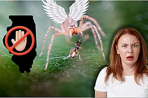 Will Illinois Be Invaded By Gigantic Flying Spiders From Japan?