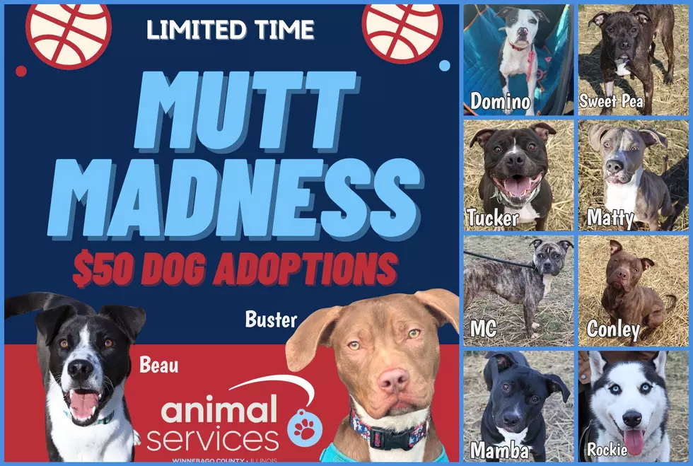 Winnebago County Animals Services via Facebook