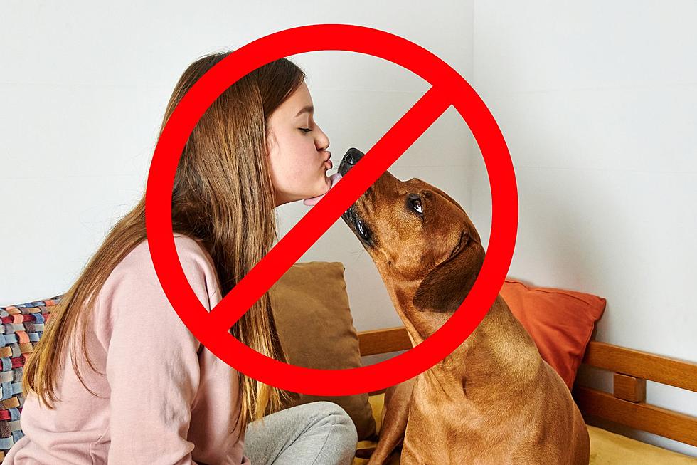 One Thing Illinois Dog Owners Should Stop Doing Immediately