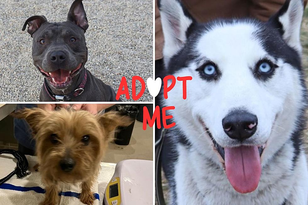 DOG LOVERS NEEDED: One Illinois Animal Shelter is Slashing Adoption Fees for A Limited Time