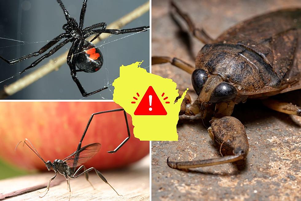 Most Disgusting & Dangerous Bugs in Wisconsin