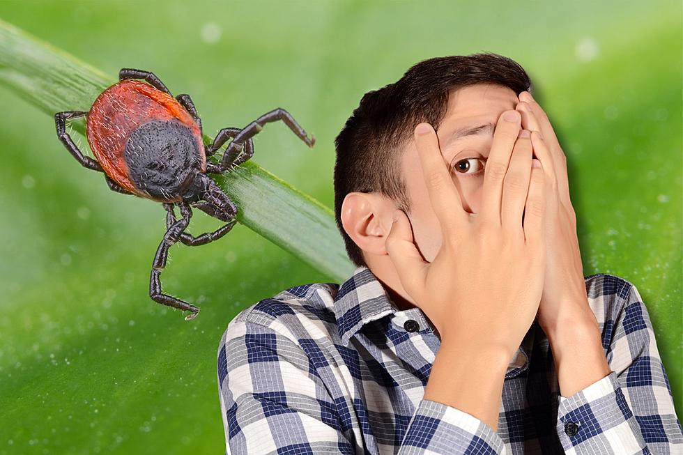 Did You Know Spring Is The Most Active Time for Ticks in Illinois?