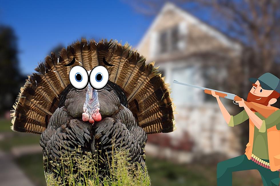 Can You Legally Shoot a Wild Turkey in Your Illinois Yard?