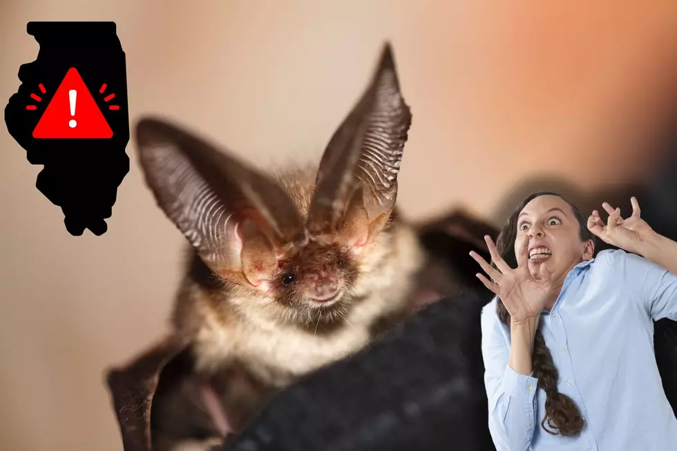 Urgent Warning to Illinois Pet Owners After Rabid Bats Found