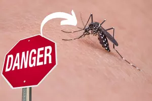 Illinois Mosquitoes Test Positive for Virus That Can Be Fatal