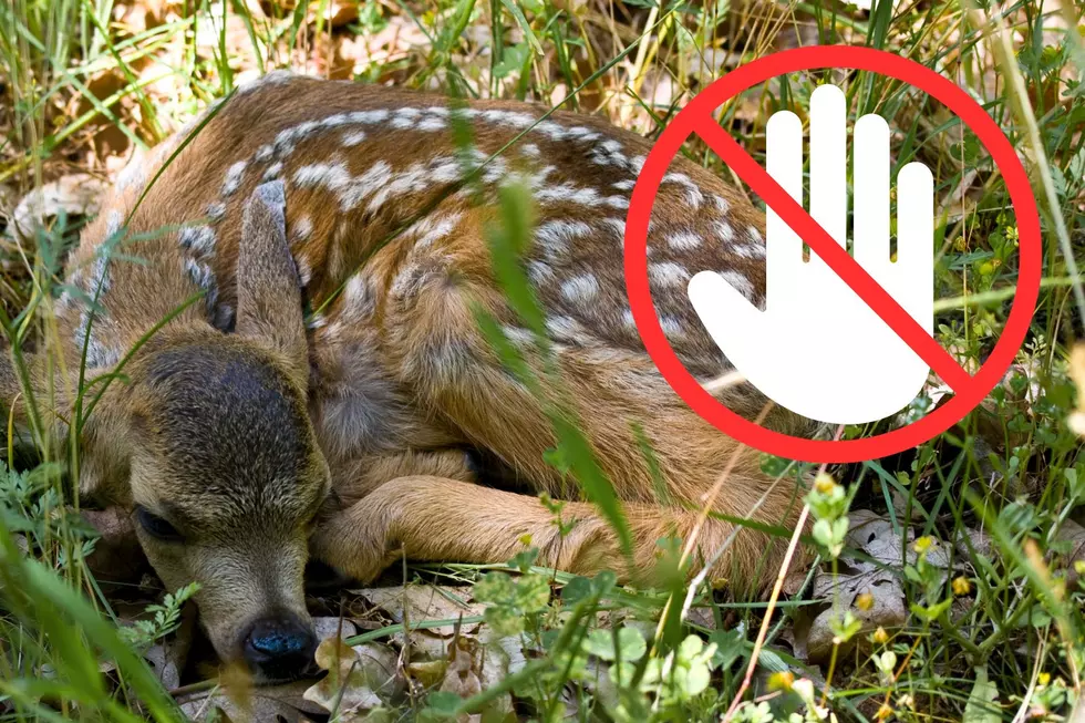 One Important Thing To NEVER Do When Finding A Fawn Alone In Illi