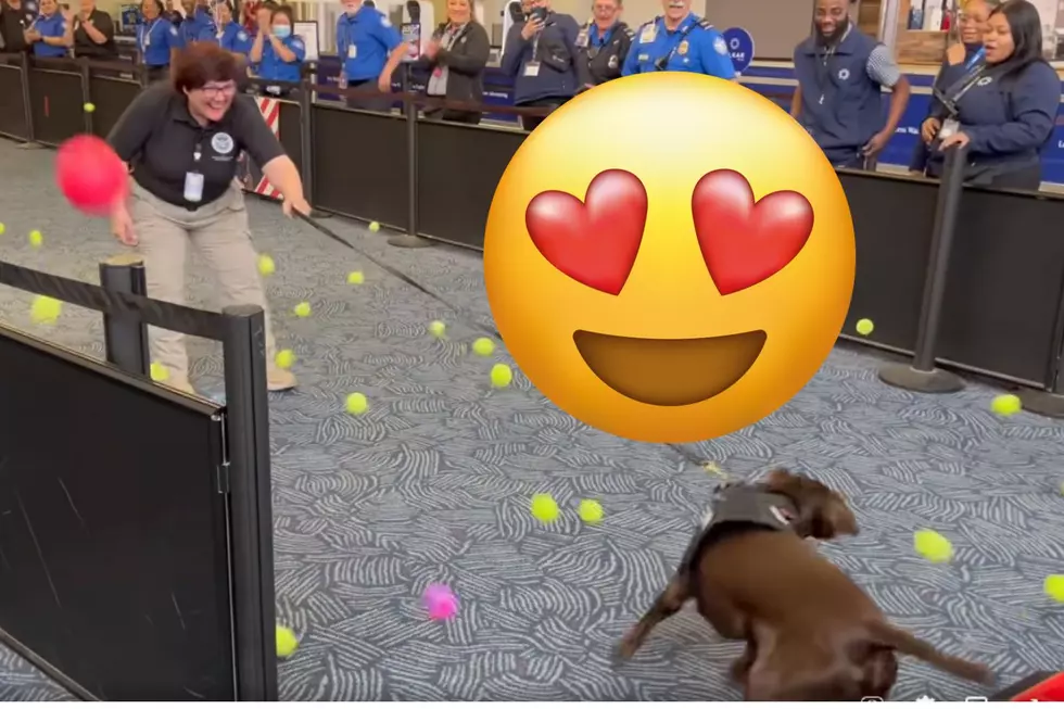 Milwaukee Airport&#8217;s First Retiring K-9 Agent Has a Ball at His Send Off [WATCH]