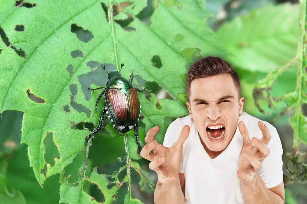 An Illinois Gardener&#8217;s Secret Weapon for Keeping Japanese Beetles Away