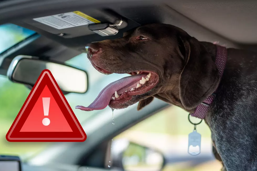 3 Important Things to Do When You See a Dog Trapped in a Hot Car in Illinois