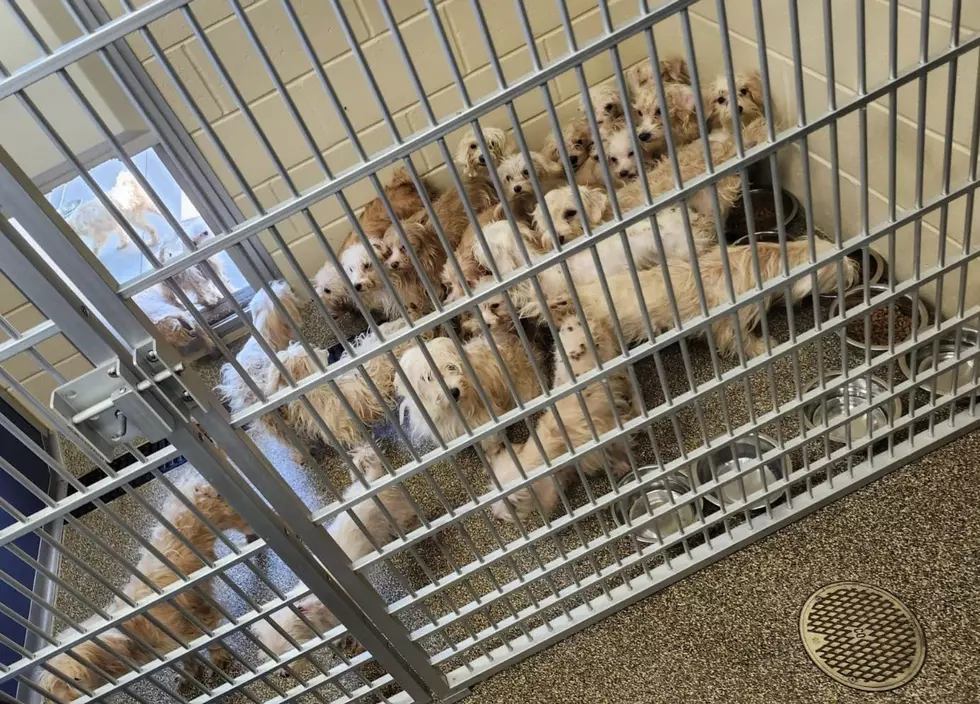 PETA Offering Major Reward For Info on 50 Dogs Abandoned in Belvidere