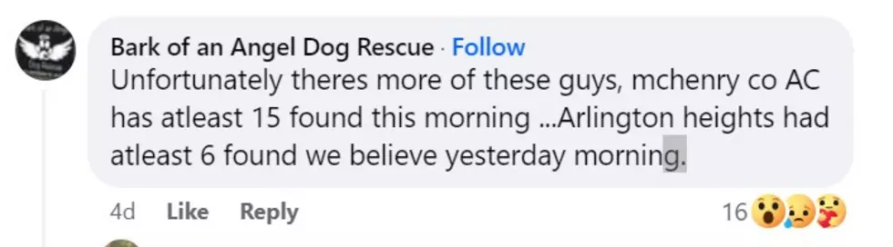Boone County IL Animal Services via Facebook