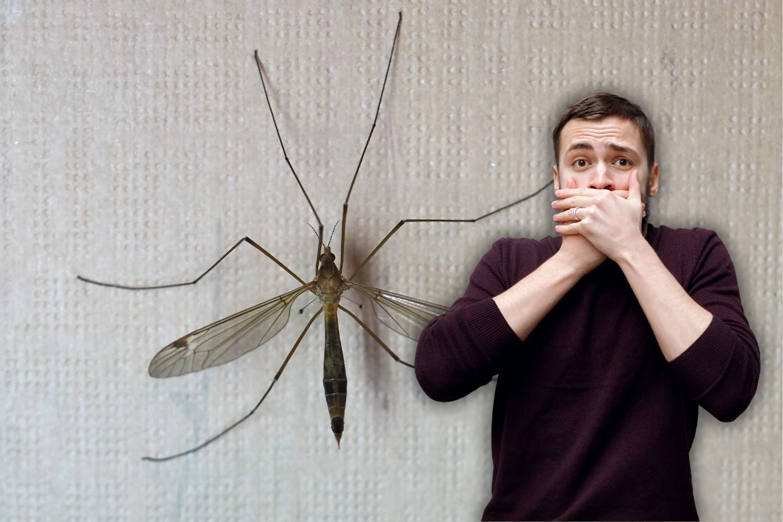 Unveiling The Truth About Giant Mosquitoes In Illinois