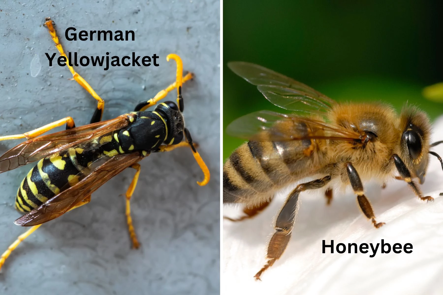 How Dangerous Is A Yellow Jacket