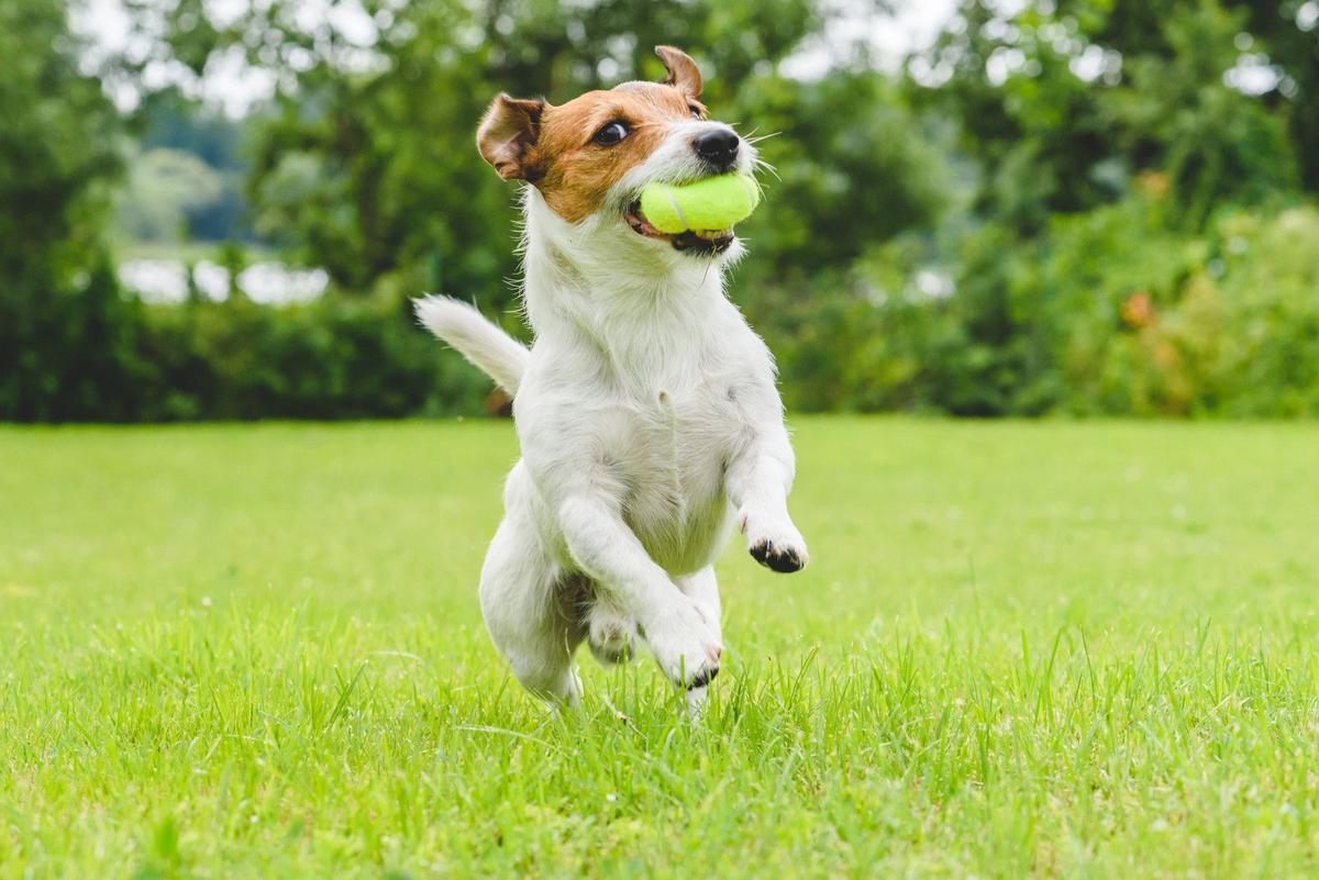 The Secret Dog Park Hack You Need in Illinois