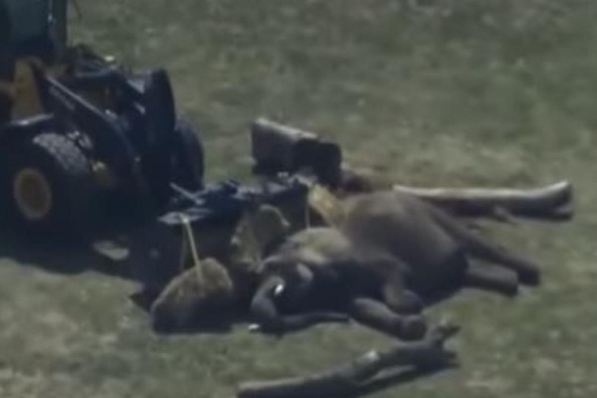 Elephant Rescued After Fall at Milwaukee County Zoo