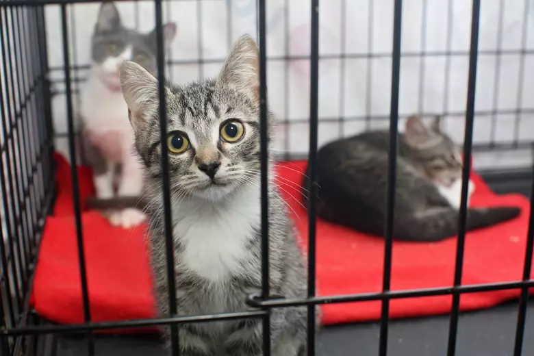 Rockford Shelter Extends Adoption Event as More Than 190 Pets Wait for Homes
