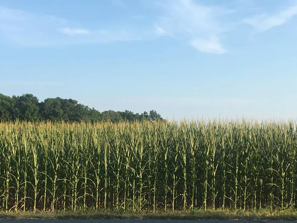 Illinois Police Warn Drivers About This Dangerous Corn Season Hazard