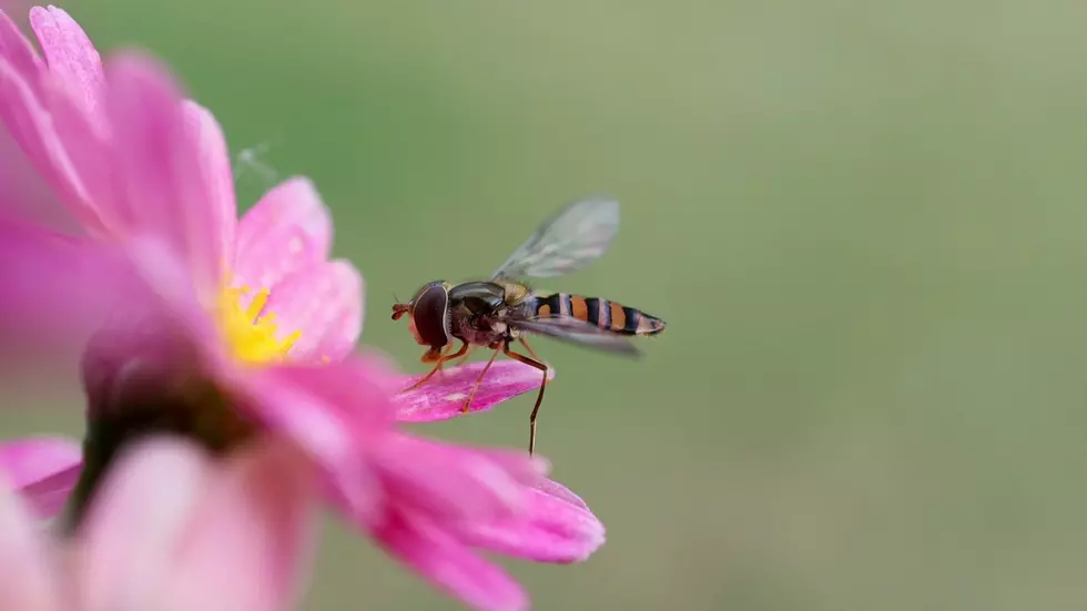 Those “Sweat Bees” Following Illinois Residents Might Not Be Bees At All