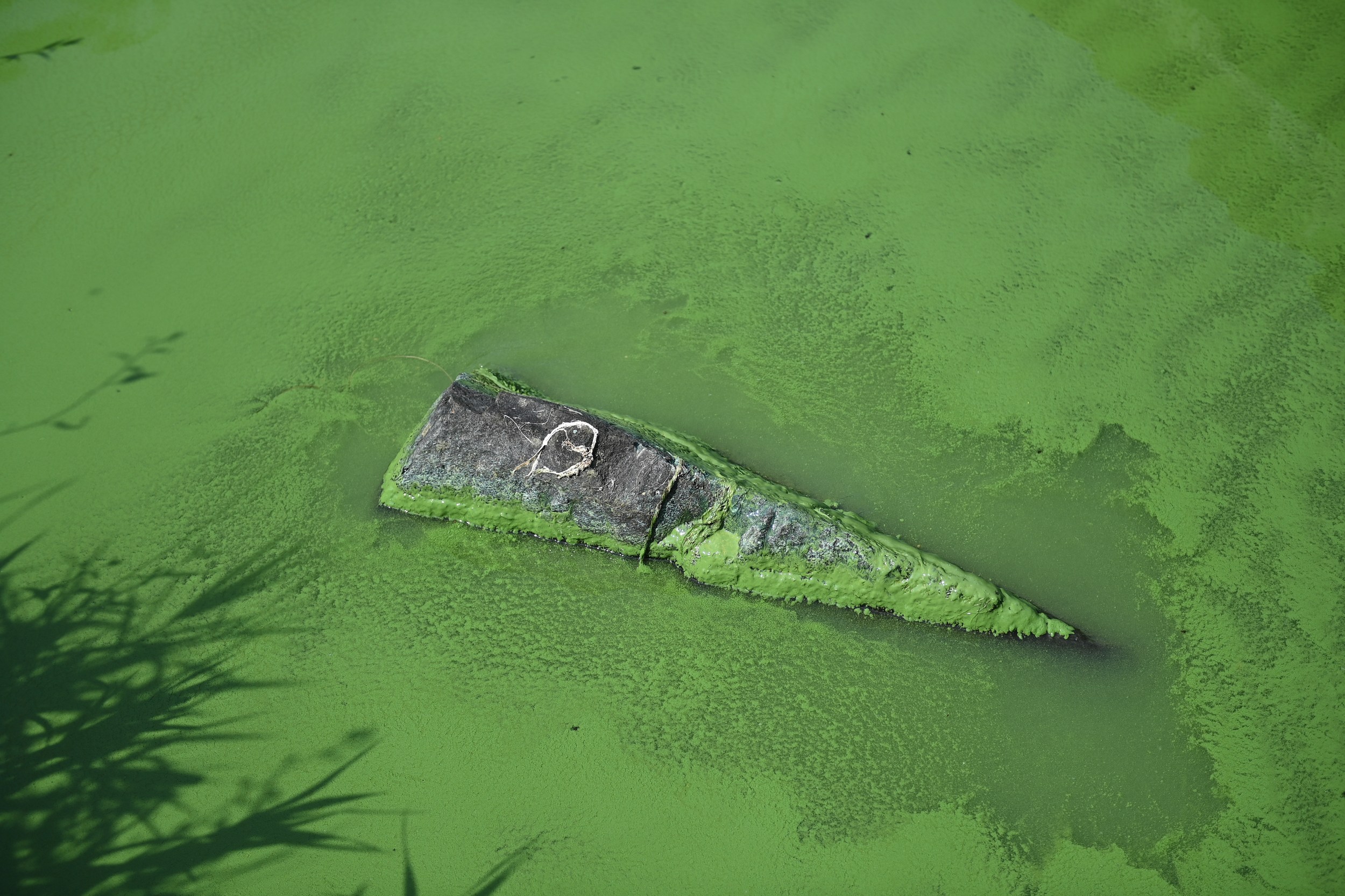 Dangerous Blue-Green Algae Warning for IL Lakes & Rivers