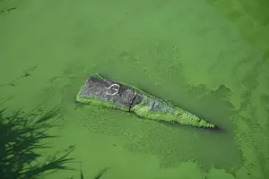 Beware of Toxic Blue-Green Algae Lurking in Illinois Lakes and Rivers