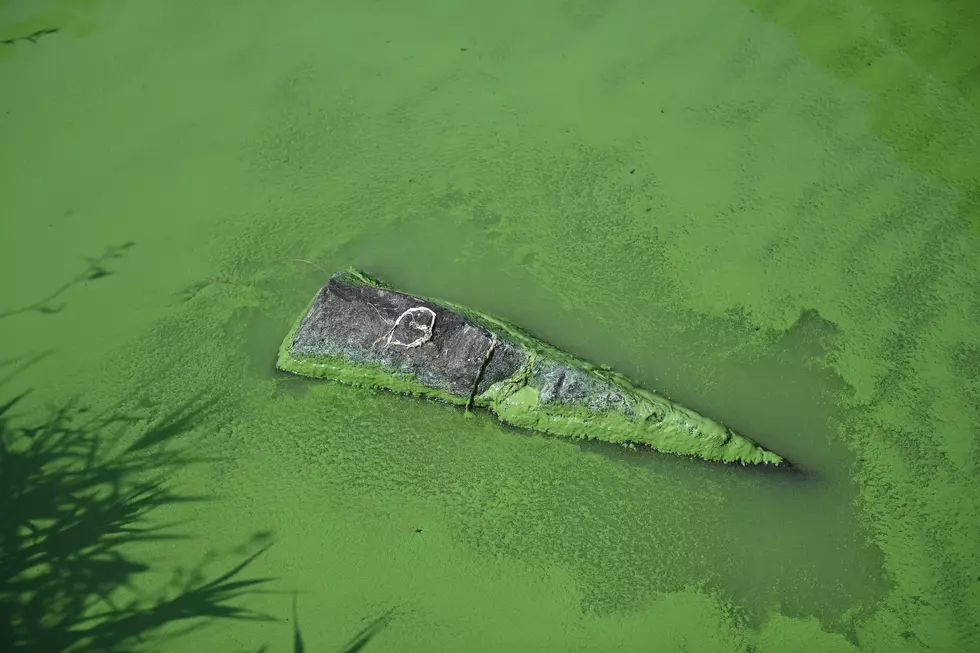 Beware of Toxic Blue-Green Algae Lurking in Illinois Lakes and Rivers