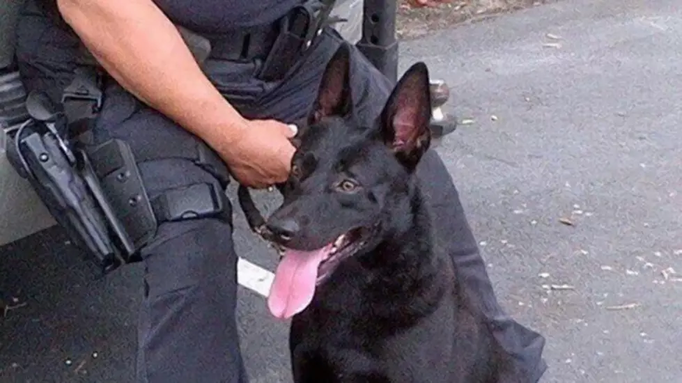 Police Dog Fired After Donut Shop Incident
