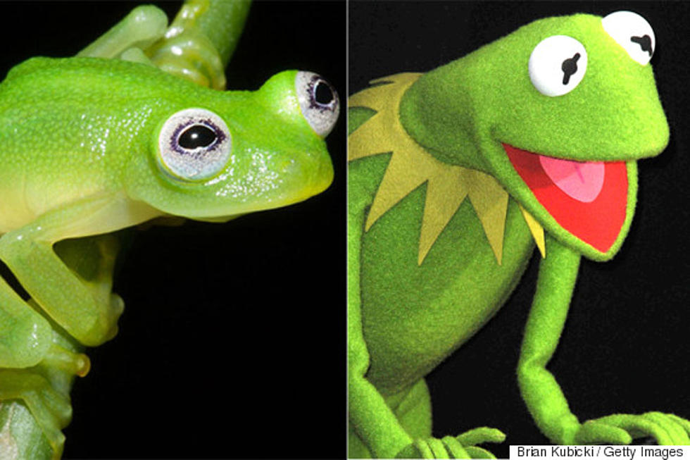 Kermit The Frog Is Real