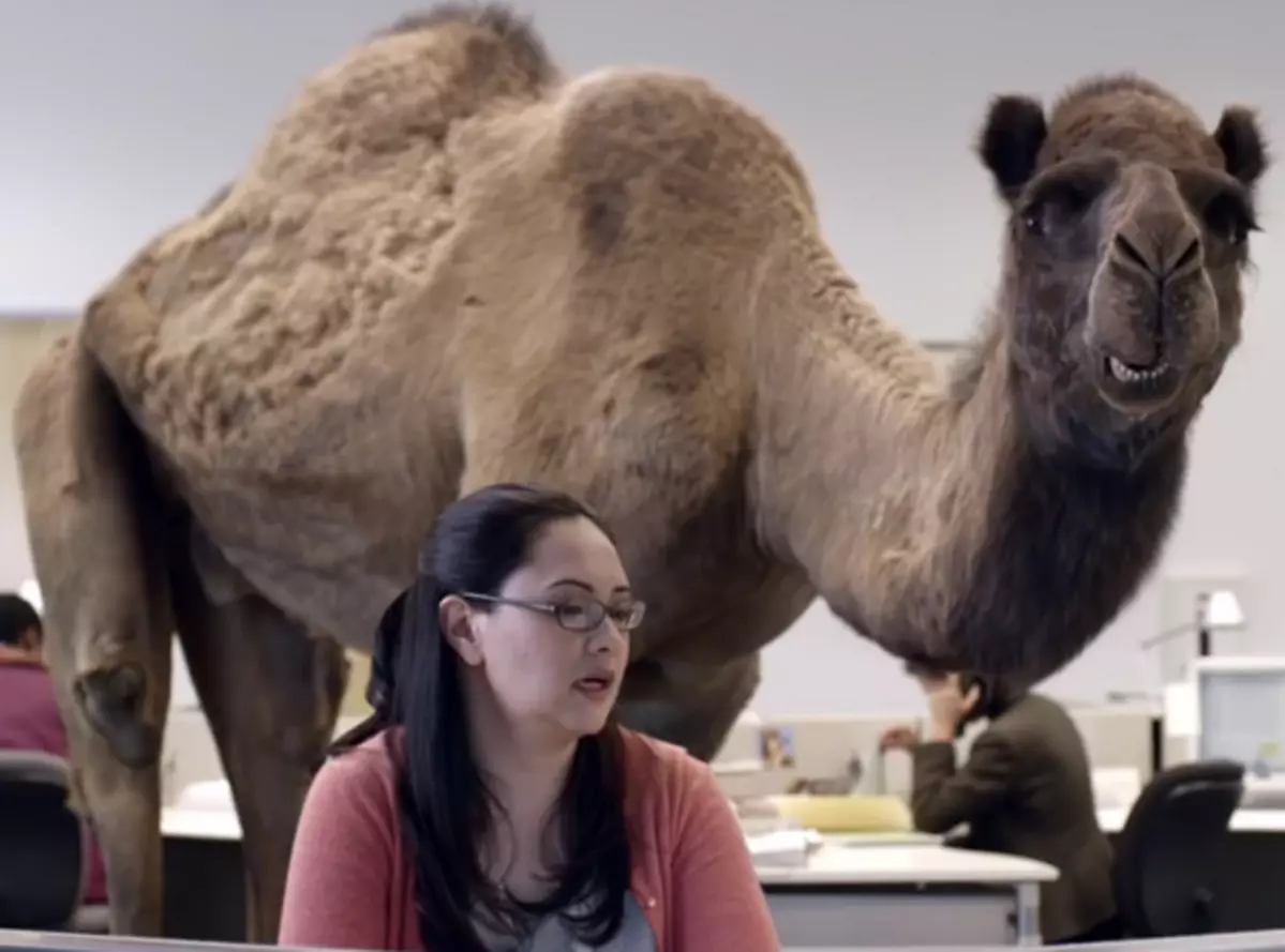 hump day: Why is Wednesday called Hump day; All you need to know