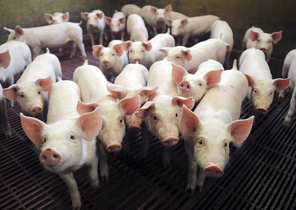 New Study Shows U.S. Pork’s Long-term Sustainability Progress
