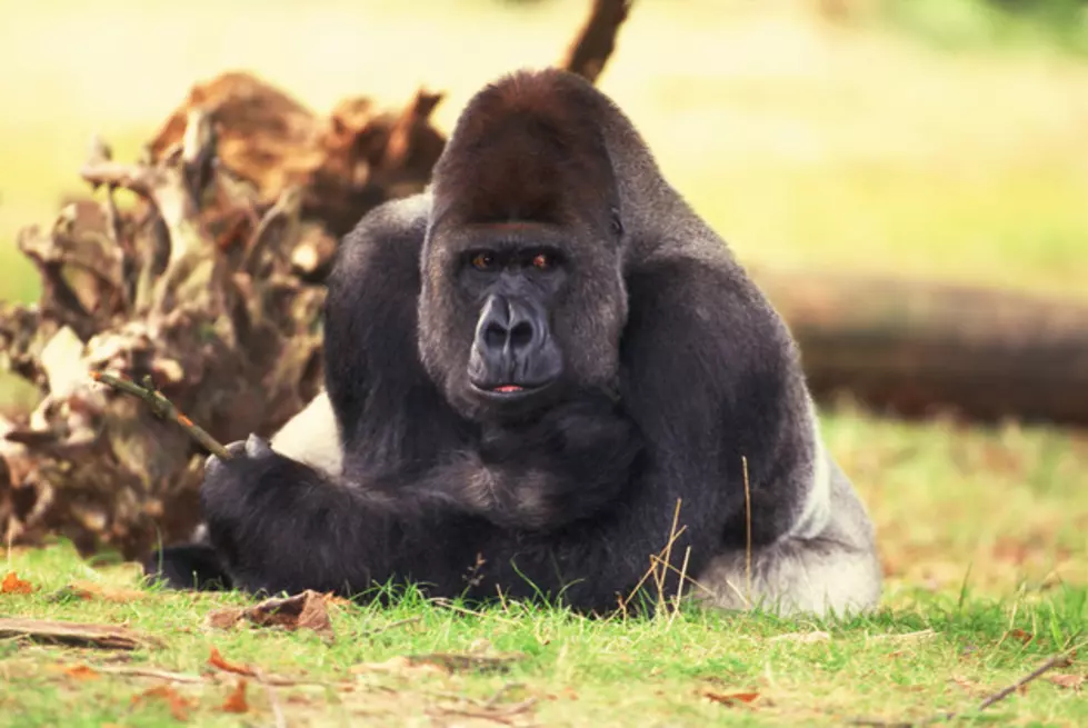 Werewolf, Bull &#038; Gorilla Arrested At Walmart