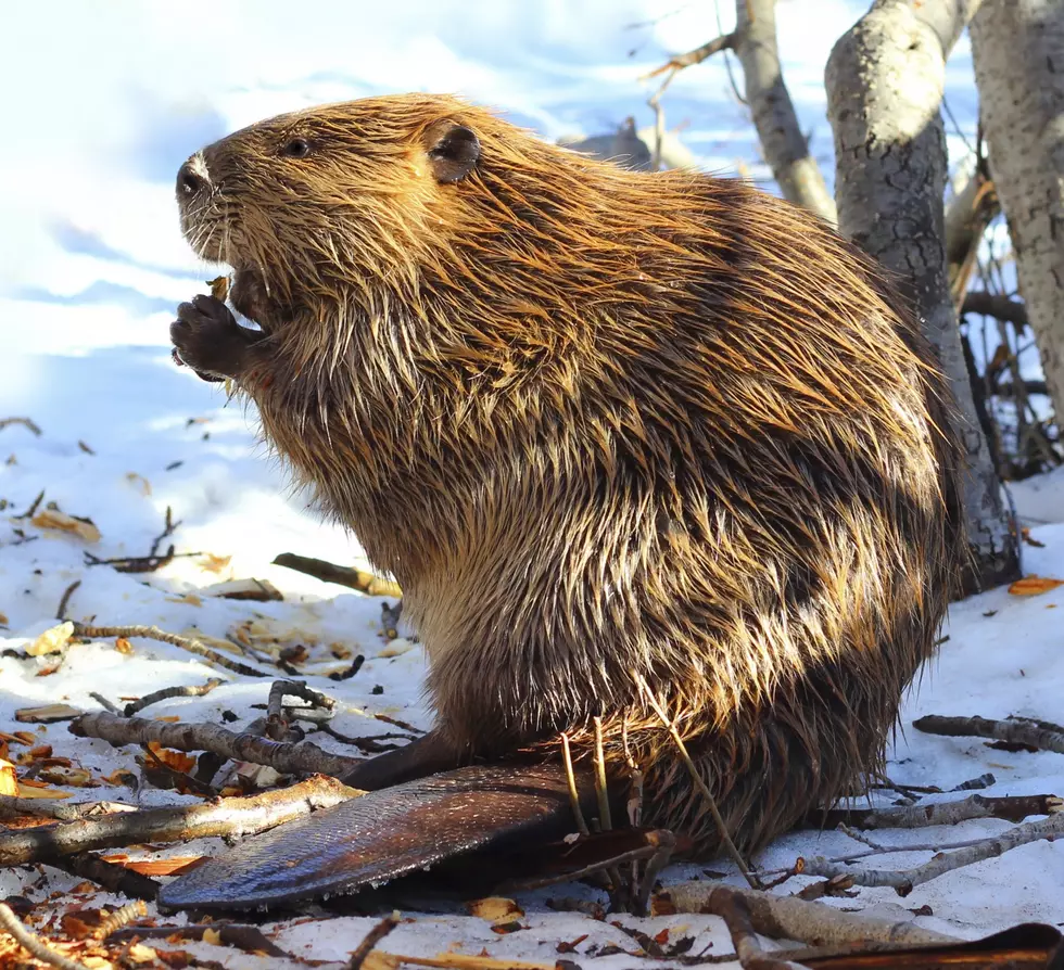 Man Busted For Behaving Badly With Beaver