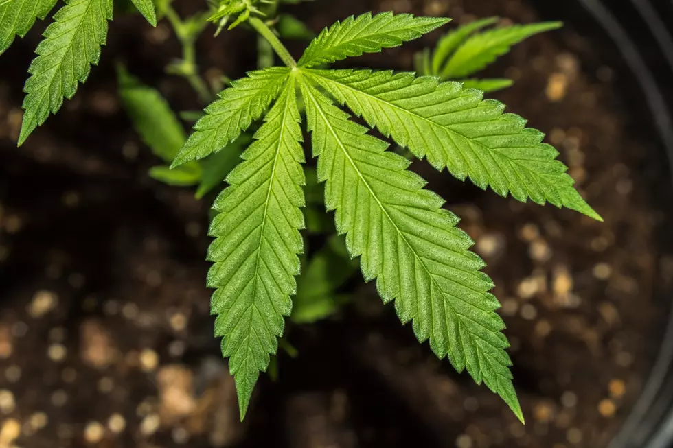 Iowa Mayor Arrested For Operating Marijuana Grow House