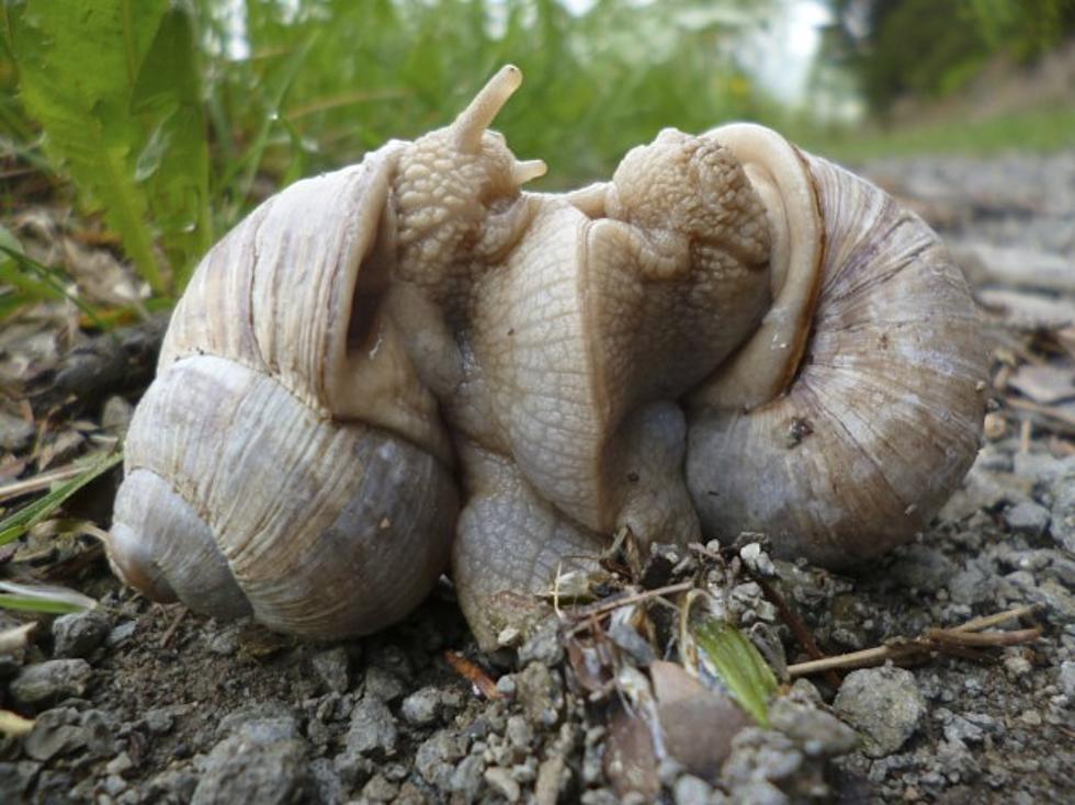 &#8220;Zombie Snail&#8221; Discovered In Taiwan