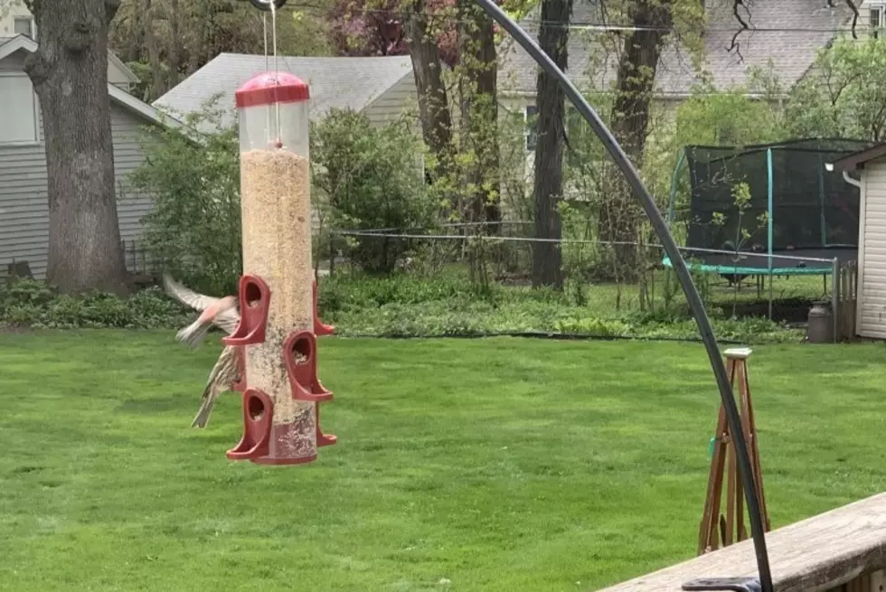 Just In Time For An Iowa Summer: A Squirrel Proof Bird Feeder