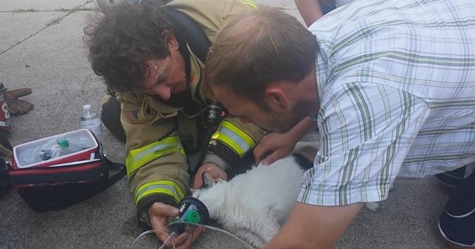 Firefighters Save Cat