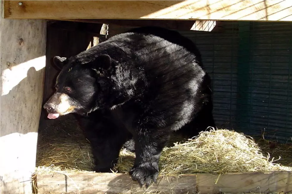 Black Bear Dies At Buchanan County Park