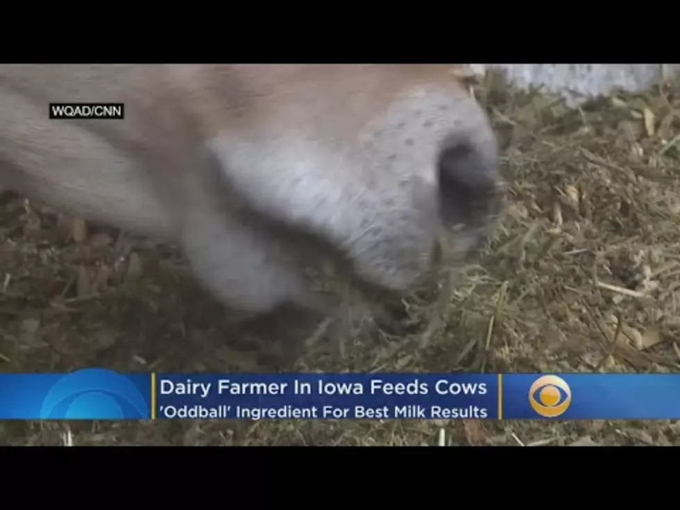 Farm in Iowa Feeds &#8216;Coffee Creamer&#8217; to Cows to Make Sweeter Milk