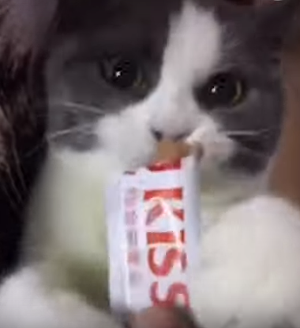 Cat Throws a Fit When Treat is Taken Away [VIDEO]