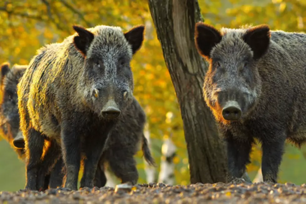 Couple Hides in Tree from Wild Pigs, Was Actually Sound of Rumble Strips