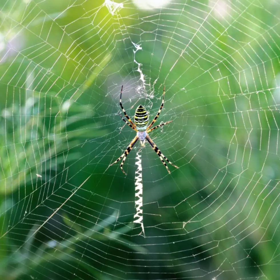 Spider Eats Bat (video)