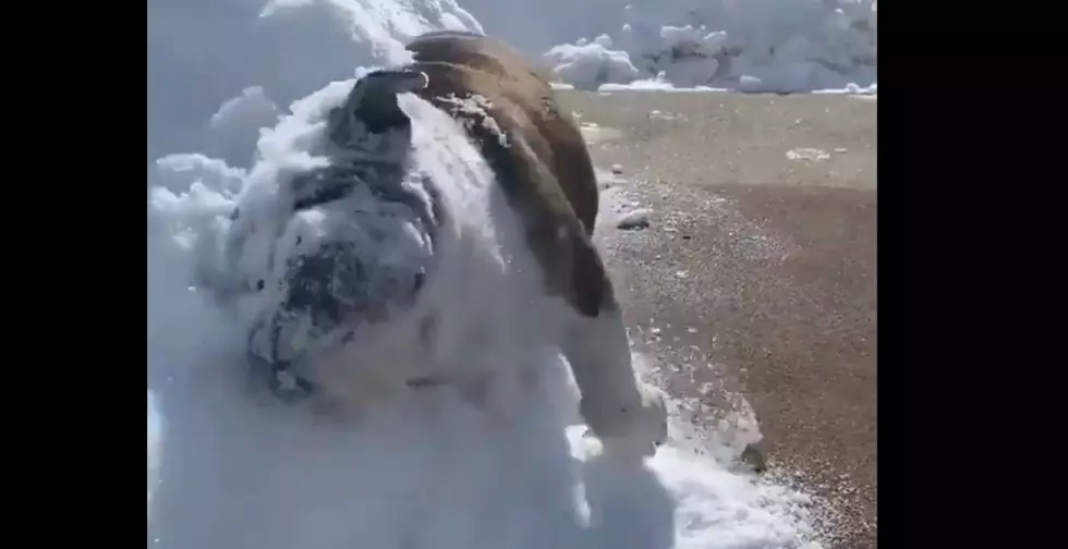 Gypsy, the Snow-Plowing Bulldog