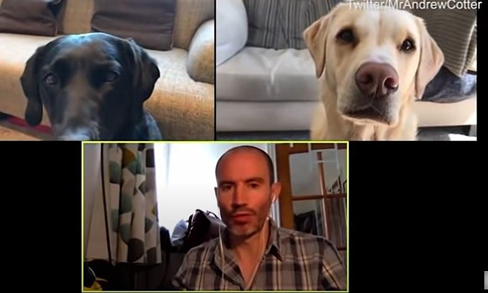 BBC Sports Commentator Holds A Hilarious Zoom Meeting With His Dogs