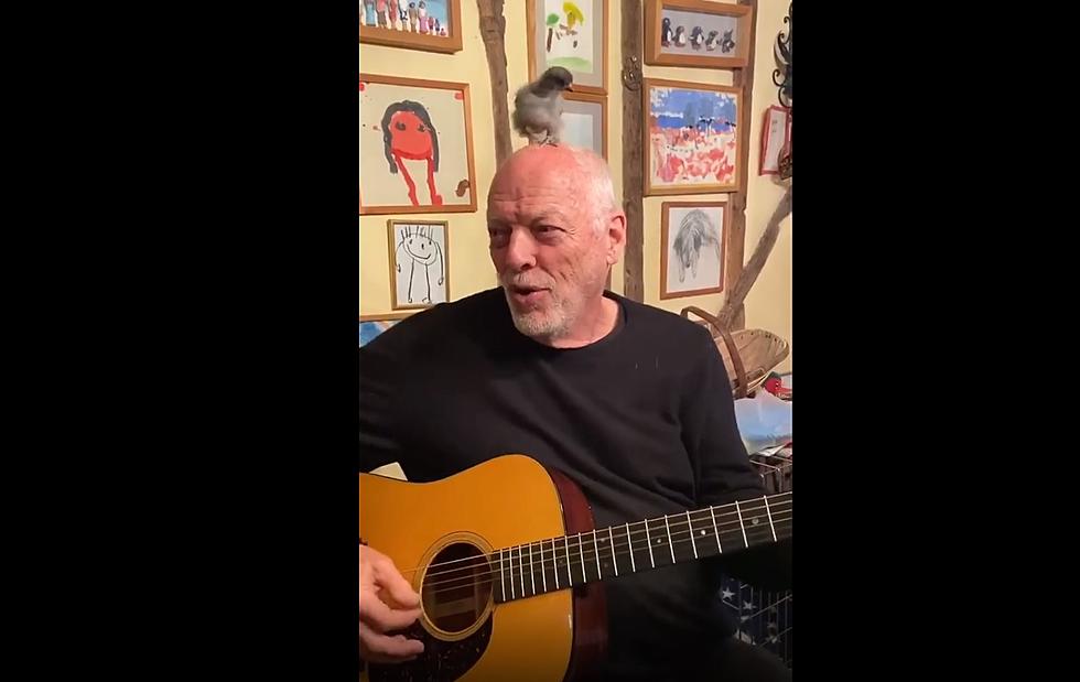 David Gilmour Plays Guitar With a Baby Chick Sitting on His Head (video)