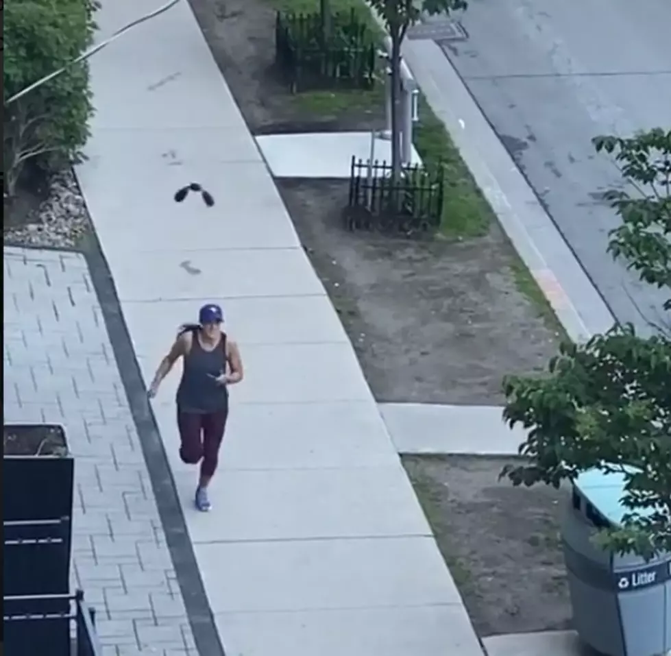 Red-Winged Blackbird Dive Bombs People Who Walk on ‘His’ Sidewalk (Video)