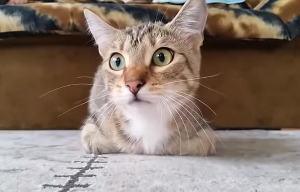 A Kitten Watching a Horror Movie (VIDEO)